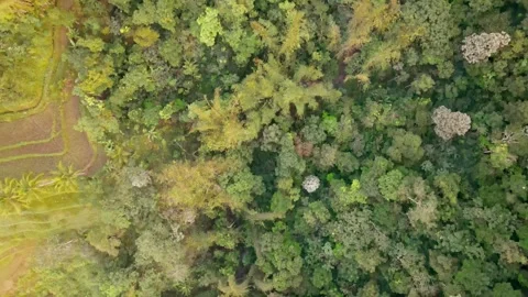 Aerial top down shot forest landscape and Exotic plantaiton Stock Footage 244757708