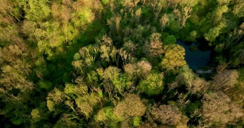 Aerial top down shot a forest in north England Stock Footage 334013535