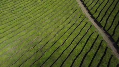 Aerial top down shot of green tea plantation revealing beautiful ocean coast lin Stock Footage 340020567