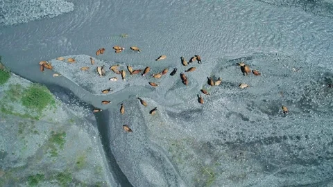 Aerial Top Down Shot of herd of cows standing in Gizeldon river in the region of Stock-Footage 209143626