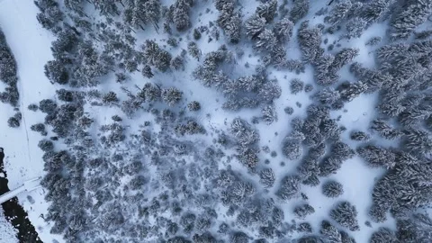Aerial top-down shot highlighting the beauty of a snow-covered woodland, with Stock Footage 304948593