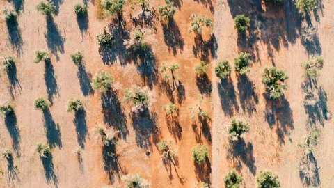 Aerial Top-Down Shot Olive Grove South Italy Video stock 122133798