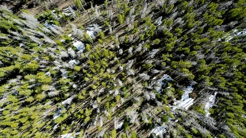 Aerial Top-Down Shot of Pine Trees on a Mountain Stock Footage 111292313