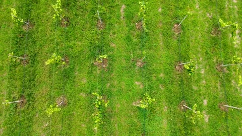 Aerial top-down shot pulling away from grape cultivation fields Stock Footage 307144601