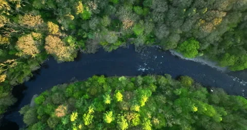 Aerial top down shot of a river in the forest Stock Footage 334015460