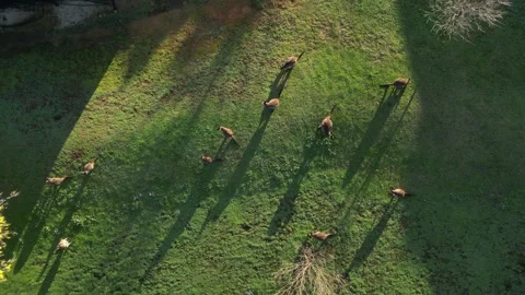 Aerial top down shot showing group of Au... | Stock Video | Pond5