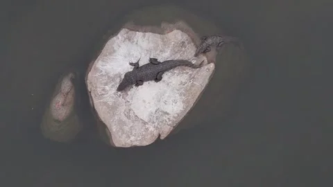 Aerial Top Down Shot of Two Crocodiles Basking on River Rock Vídeo Stock 345986273