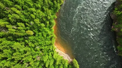 Aerial top down shot of wild river flowing along green pine forest in sunlight Stock Footage 344137846