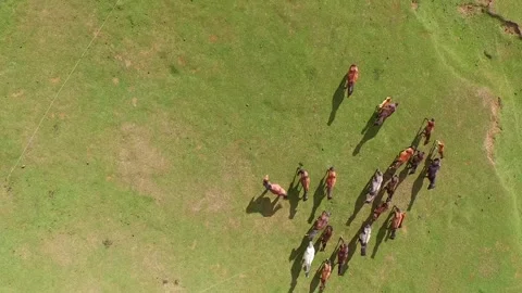 Aerial Top Down Shot of Yellow Grassland Herd Horses Grazing in Inner Mongolia Stock Footage 337949005