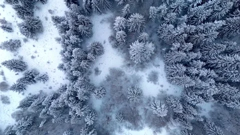 Aerial top-down slight rotation of snow-covered coniferous forest, ascending Stock Footage 321751681