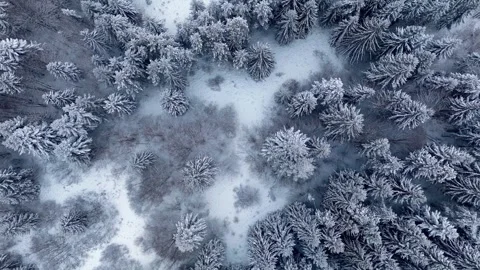 Aerial top-down slight of snow-covered coniferous forest, ascending over white Stock-Footage 322649265