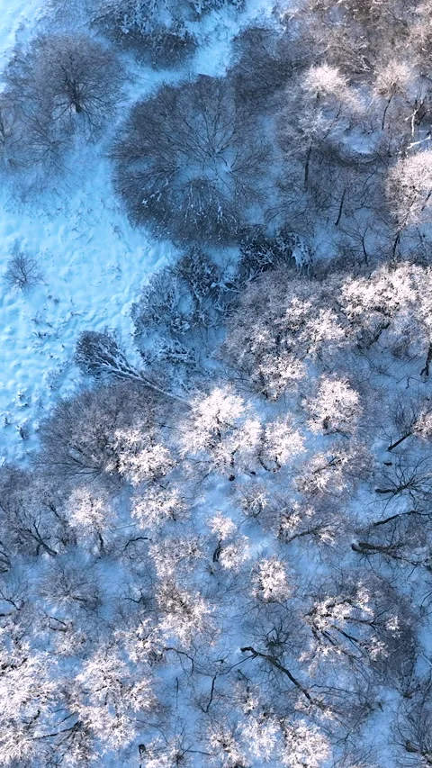 Aerial Top Down Of Snow Covered Trees In Winter Gdynia Stock Footage 337798384