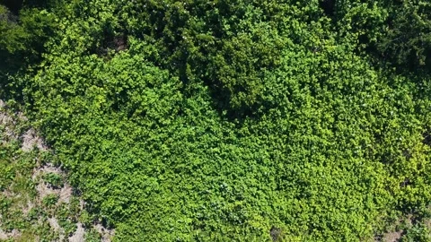 Aerial Top-Down Spin Over Lush Green Bushes in Summer Park – 4K Drone Stock Footage 309762007