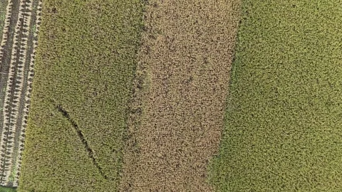 Aerial Top-Down Texture of Golden Ripening Rice Fields Stock Footage 334622548
