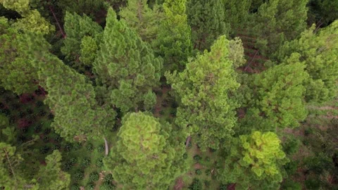 Aerial Top Down Texture of Pine Trees in Shade Grown Coffee Farm Stock Footage 324707604