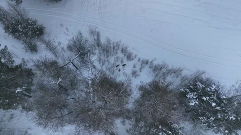 Aerial top down of three deer in Belarus with power pole and tracks Stock Footage 329928259