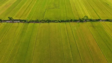 Aerial top-down to tilt-up shot of ripening rice fields in Vietnam Vidéo 337526907