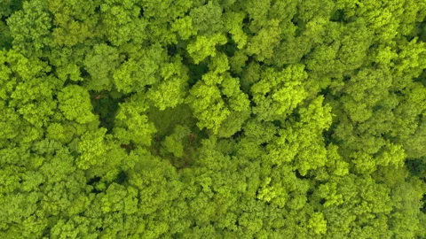 Aerial top down track top to bottom of green forest Video stock 243602125
