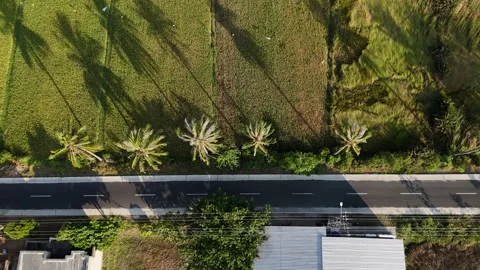 Aerial Top Down Tracking Rural Road, Coconut Tree Shadows And Rice Field Stock Footage 340490030
