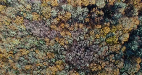 Aerial top down tracking shot of an autumn forest The Concept of Season 스톡 동영상 317564658