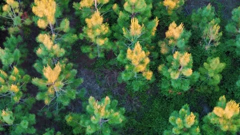 Aerial top down of tree tops in forest in summer day wilderness area in rur.. Video stock 319344018