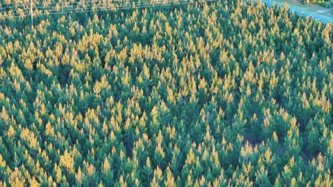 Aerial top down of tree tops in forest in summer day wilderness area in rur.. Видео 319344041