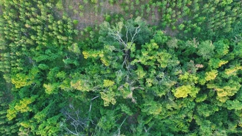 Aerial top down of tree tops in forest in summer day wilderness area in rur.. Vídeo Stock 319344182