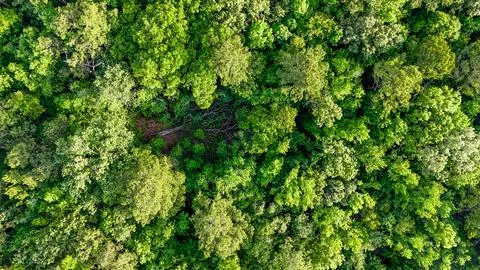 Aerial top down of tree tops in residential area sunny summer day in Bryan .. Stock Photos