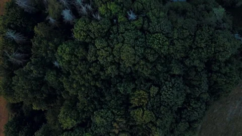 Aerial top down of trees during summer on the island of Rgen Germany 스톡 동영상 250110473