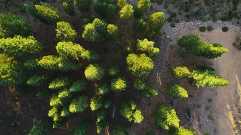 Aerial Top Down Of Trees In Lake Tahoe, California Stock Footage 246995193