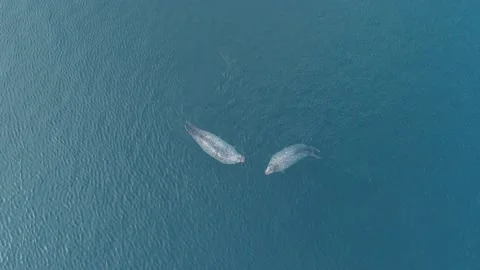 Aerial top down view of 2 fat spotted seals floating on the clear azure sea Stock-Footage 170743601