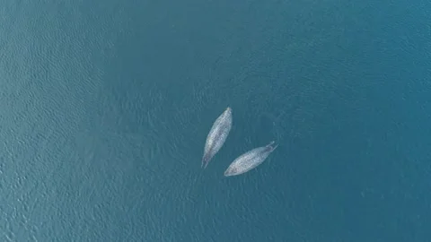 Aerial top down view of 2 fat spotted seals floating on the clear azure sea Video stock 170744135