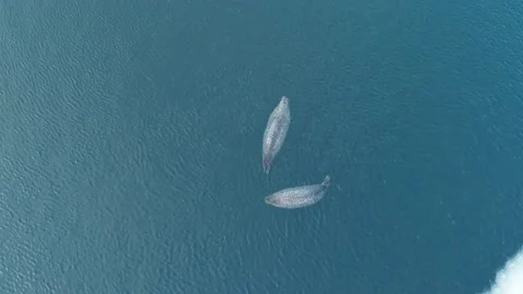 Aerial top down view of 2 fat spotted seals floating on the clear azure sea Stock Footage 170744262