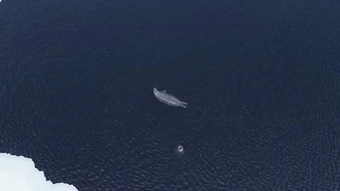 Aerial top down view of 2 fat spotted seals floating and diving in the clear Stock-Footage 171695075