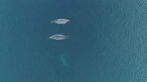 Aerial top down view of 3 fat spotted seals floating and diving in the clear Stock Footage 170743317