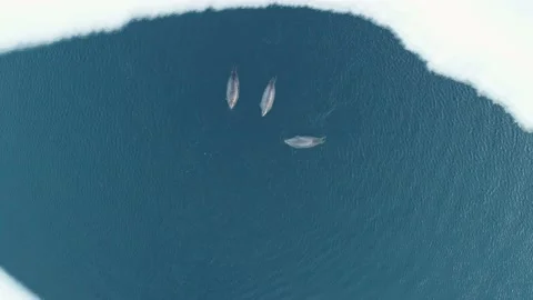 Aerial top down view of 3 fat spotted seals floating on the clear azure sea Video stock 170743808