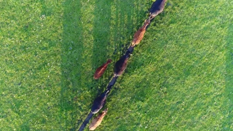 Aerial top-down view of Aberdeen Angus cattle cows walking in line 4k Stock Footage 77760525