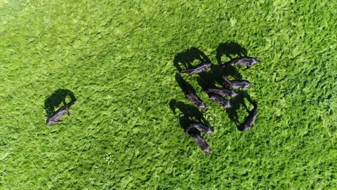 Aerial top-down view above beautiful shiny black horses group 4k Stock Footage 75956537
