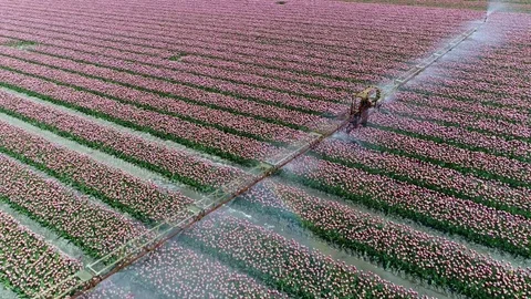 Aerial top down view above tulip field with pink colored flowers 4k Stock Footage 76680567