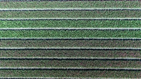 Aerial top-down view above tulip field showing field with green tulips 4k Stock Footage 77070401