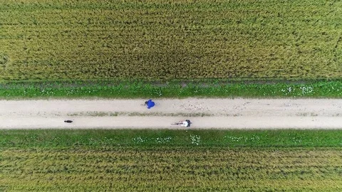 Aerial top-down view above bike path rural road showing dog running 4k Stock Footage 81585100