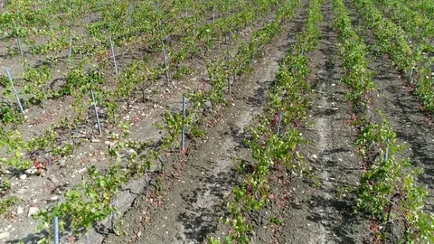 Aerial top-down view above vineyard a plantation of grape-bearing vines 4k Stock Footage 81884619