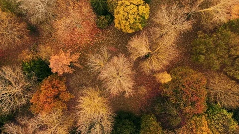 Aerial top-down view above Saint Anne's Park in Dublin. Stock Footage 120234045