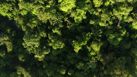 Aerial top down view of the Amazon forest canopy: Flying over tropical forest Stock Footage 165838197