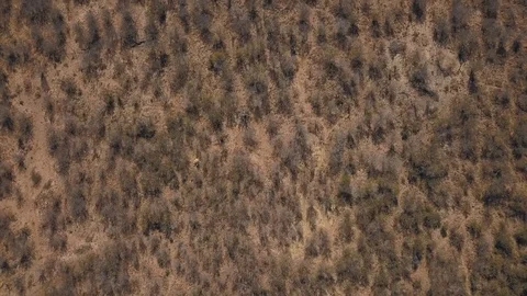 Aerial top down view of arid scrub bush in sandy soil crossed by animal tracks Stock Footage