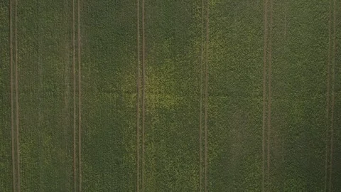 Aerial top down view ascending background of rapeseed yellow flower field with 스톡 동영상 251033366