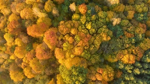 Aerial top down view of autumn forest with green and yellow trees Stock Footage 114829082