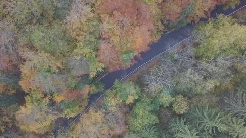 Aerial top down view of autumn forest with green and yellow trees. Car on road Video stock 129564792