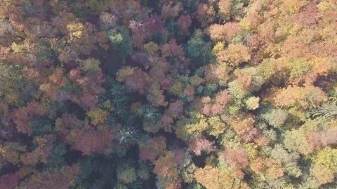 Aerial top down view of autumn forest with green and yellow trees. Colorful tree Stock Footage 129565048