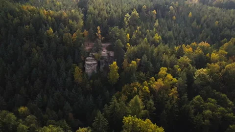 Aerial top down view of autumn forest with green and yellow trees 動画素材 164393904